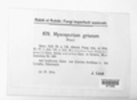 Myxosporium griseum image